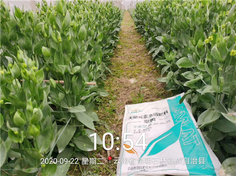 大量元素水溶肥，拉姆拉，翠姆