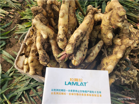 水溶肥，拉姆拉，翠姆