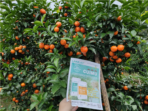 顆粒水溶肥，拉姆拉，翠姆