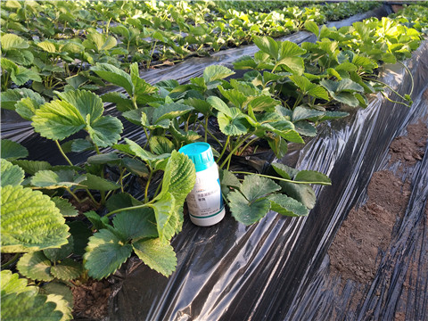 葉面肥，拉姆拉，翠姆