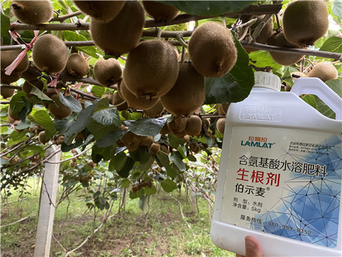 進口水溶肥，拉姆拉，伯示麥