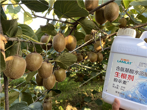 進口水溶肥，拉姆拉，伯示麥