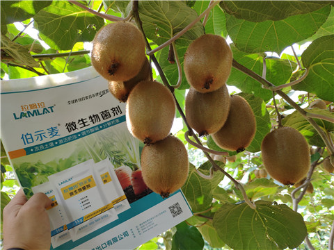 進口水溶肥，拉姆拉，伯示麥