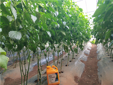 滴灌肥，拉姆拉，翠姆