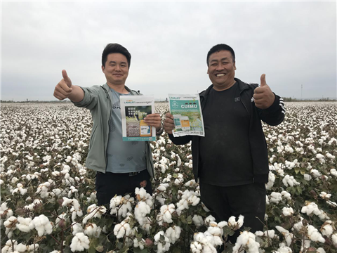 棉花，水溶肥，拉姆拉，翠姆