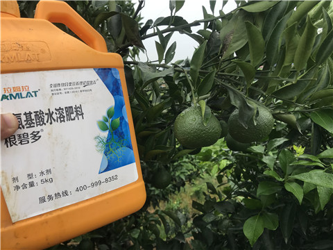 水溶肥，拉姆拉，翠姆