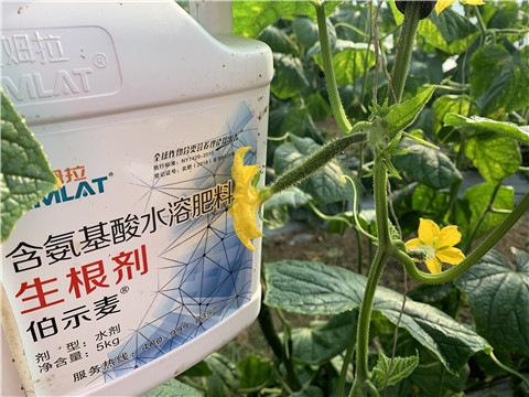 水溶肥，拉姆拉，伯示麥