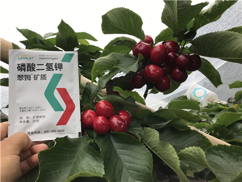 水溶肥，拉姆拉，翠姆