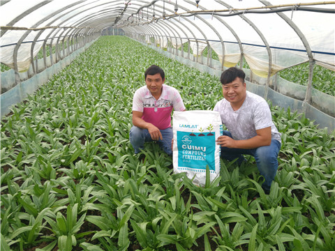 水溶肥，拉姆拉，翠姆