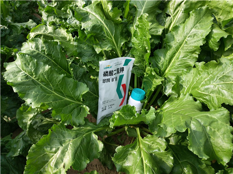 水溶肥，拉姆拉，翠姆