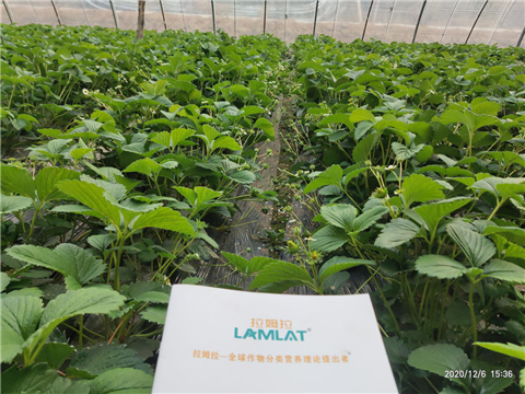 水溶肥，拉姆拉，翠姆