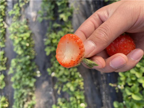 水溶肥，拉姆拉，翠姆