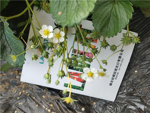 水溶肥，拉姆拉，翠姆