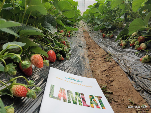 水溶肥，拉姆拉，翠姆