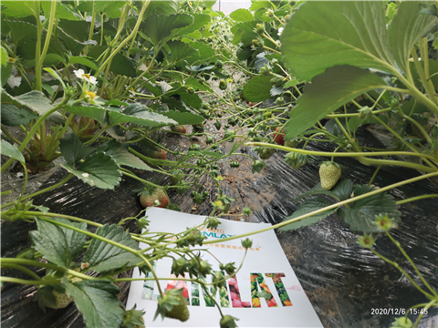 水溶肥，拉姆拉，翠姆