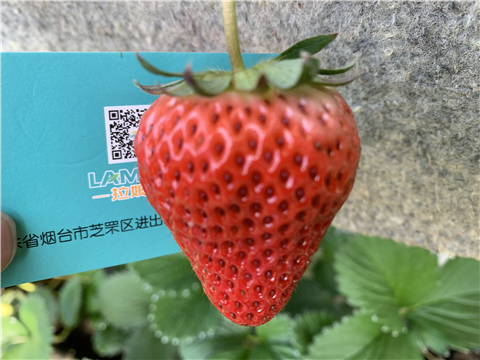 水溶肥，拉姆拉，翠姆