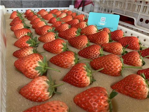 水溶肥，拉姆拉，翠姆