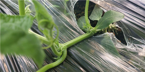 微生物菌劑，拉姆拉，翠姆