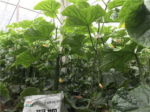 微生物菌劑，拉姆拉，翠姆