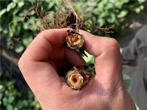 水溶肥，拉姆拉，翠姆