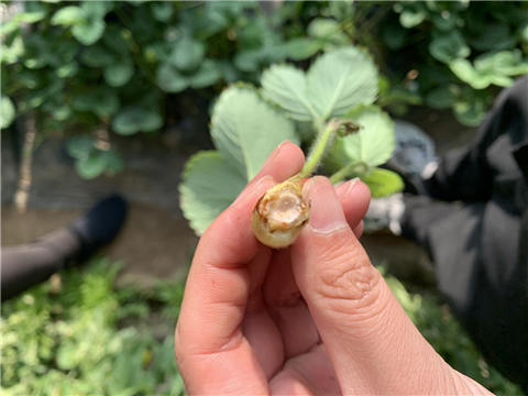 水溶肥，拉姆拉，翠姆