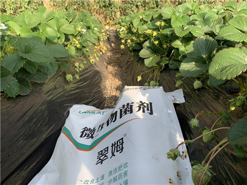 水溶肥，拉姆拉，翠姆