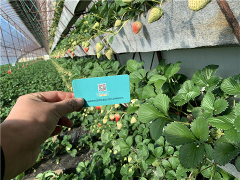 水溶肥，拉姆拉，翠姆