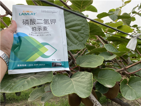 磷酸二氫鉀，拉姆拉，伯示麥