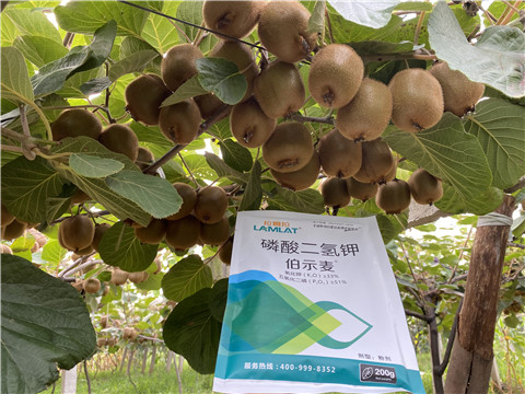 磷酸二氫鉀，拉姆拉，伯示麥