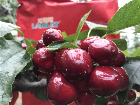 大量元素水溶肥，拉姆拉，翠姆