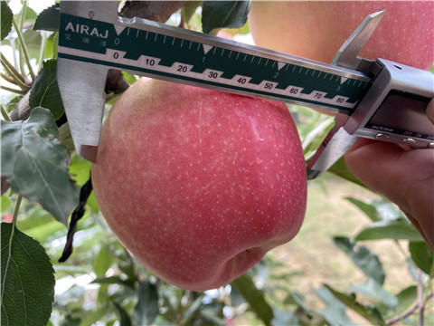 沖施肥，拉姆拉，翠姆