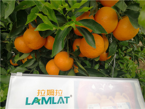 葉面肥，拉姆拉，翠姆