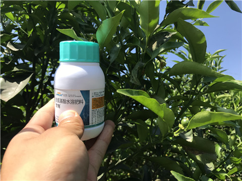 葉面肥，拉姆拉，翠姆