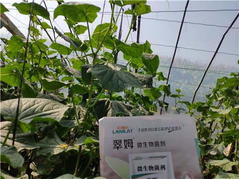 水溶肥，拉姆拉，翠姆