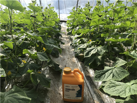 水溶肥，拉姆拉，翠姆