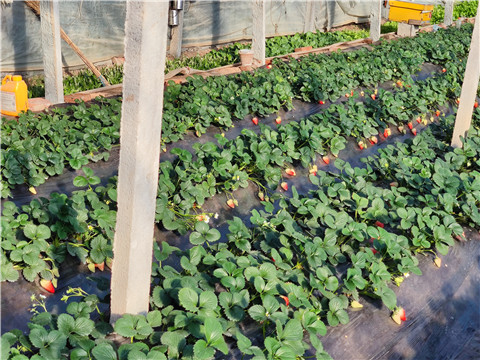 水溶肥，拉姆拉，翠姆