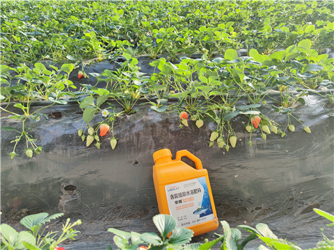 水溶肥，拉姆拉，翠姆