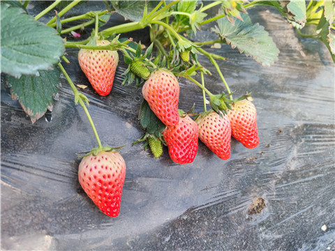 水溶肥，拉姆拉，翠姆