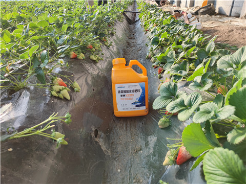 水溶肥，拉姆拉，翠姆