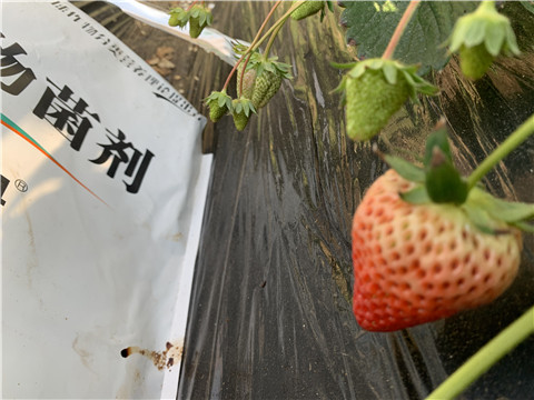 微生物菌劑，拉姆拉，翠姆