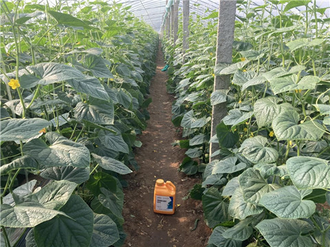 作物施肥管理，拉姆拉，翠姆