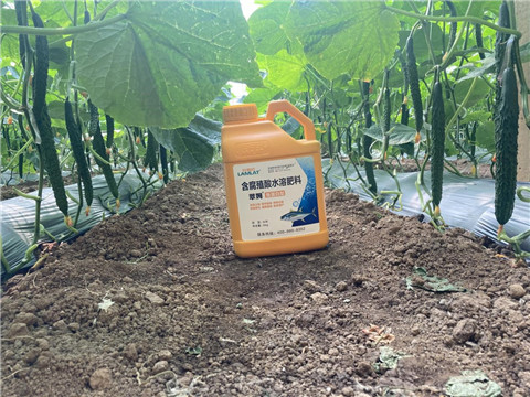 作物施肥管理，拉姆拉，翠姆