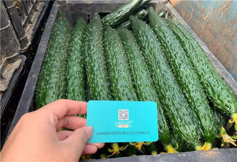 作物施肥管理，拉姆拉，翠姆