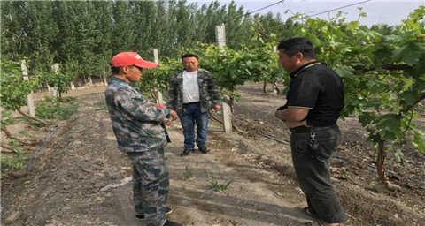 葉面肥，拉姆拉，翠姆