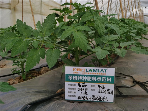 水溶肥，拉姆拉，翠姆
