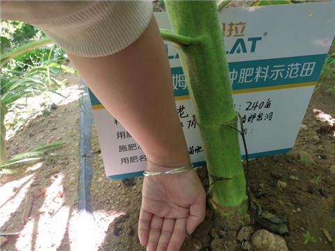 葵花高產(chǎn)管理方案,拉姆拉 葵花高產(chǎn)管理方案,拉姆拉