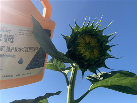 葵花高產(chǎn)管理方案,拉姆拉 葵花高產(chǎn)管理方案,拉姆拉