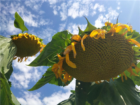 葵花高產(chǎn)管理方案,拉姆拉 葵花高產(chǎn)管理方案,拉姆拉