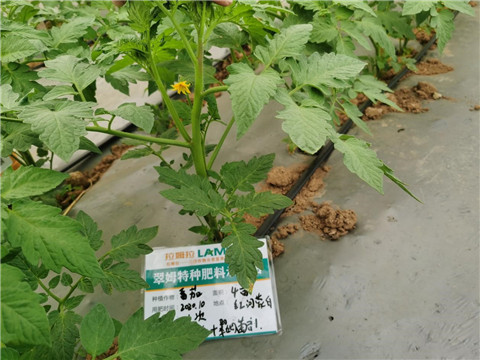 水溶肥，拉姆拉，翠姆