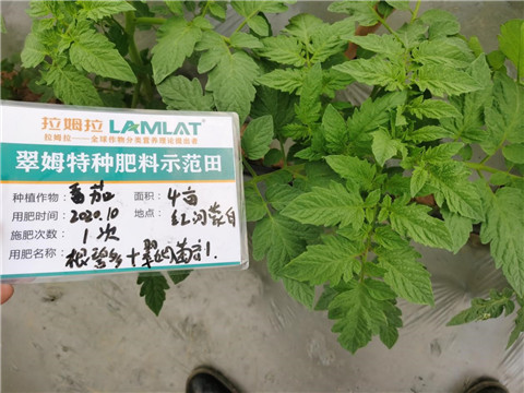 水溶肥，拉姆拉，翠姆